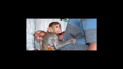 Dog saves injured monkey pal from forest 'rescue' team | Mumbai News ...