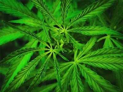 Odisha second in country to destroy cannabis cultivation