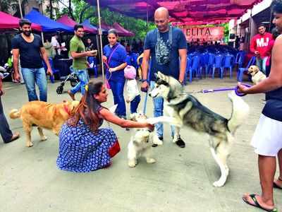 A carnival where pets were the centre of attention
