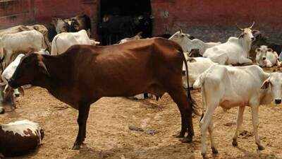 Rajasthan: Two youths attacked for transporting cows, one dies