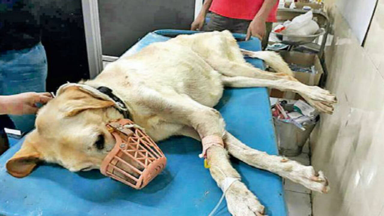 No act of kindness: More pets dumped on streets, left to die | Hyderabad News - Times of India No act of kindness: More pets dumped on streets, left to die | Hyderabad News - Times of India
