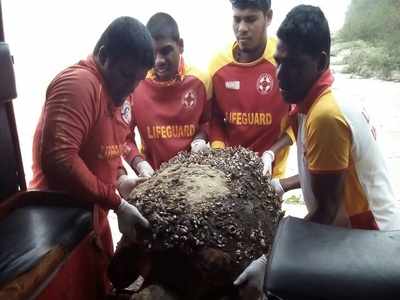 Forest department and lifeguards join hands to rescue marine animals