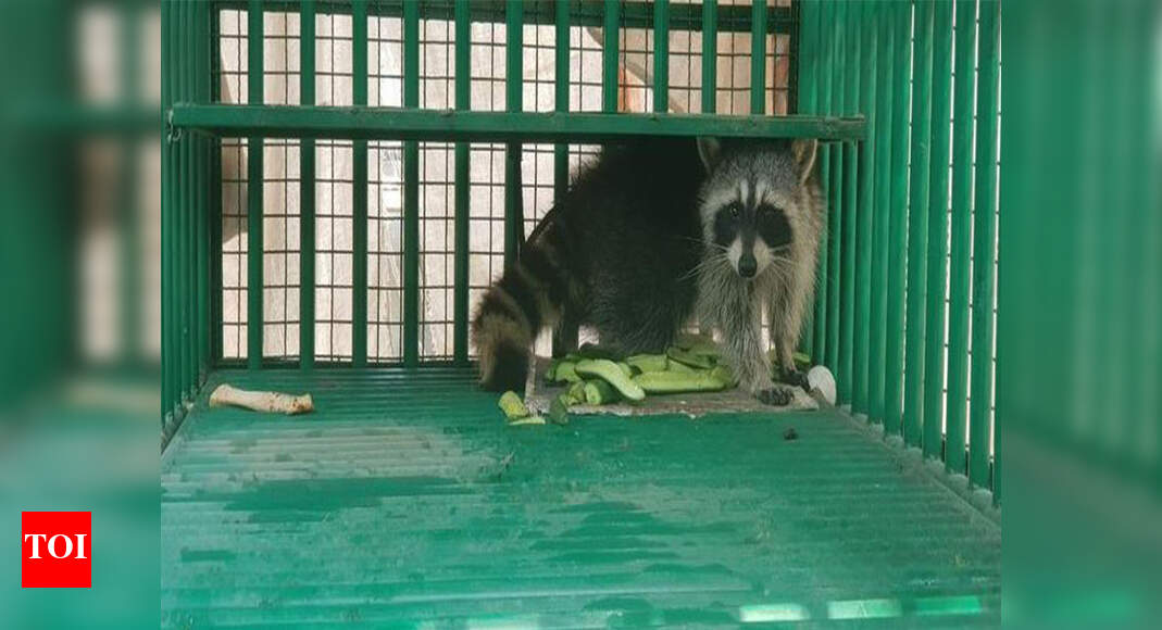 Raccoon crosses seas to reach Kandla | Ahmedabad News - Times of India