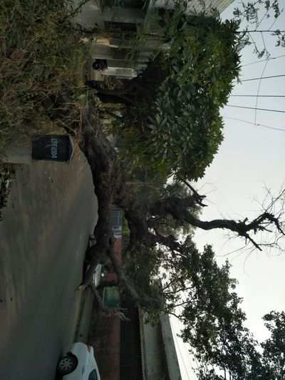 tree almost kisses road, commuters feel the heat