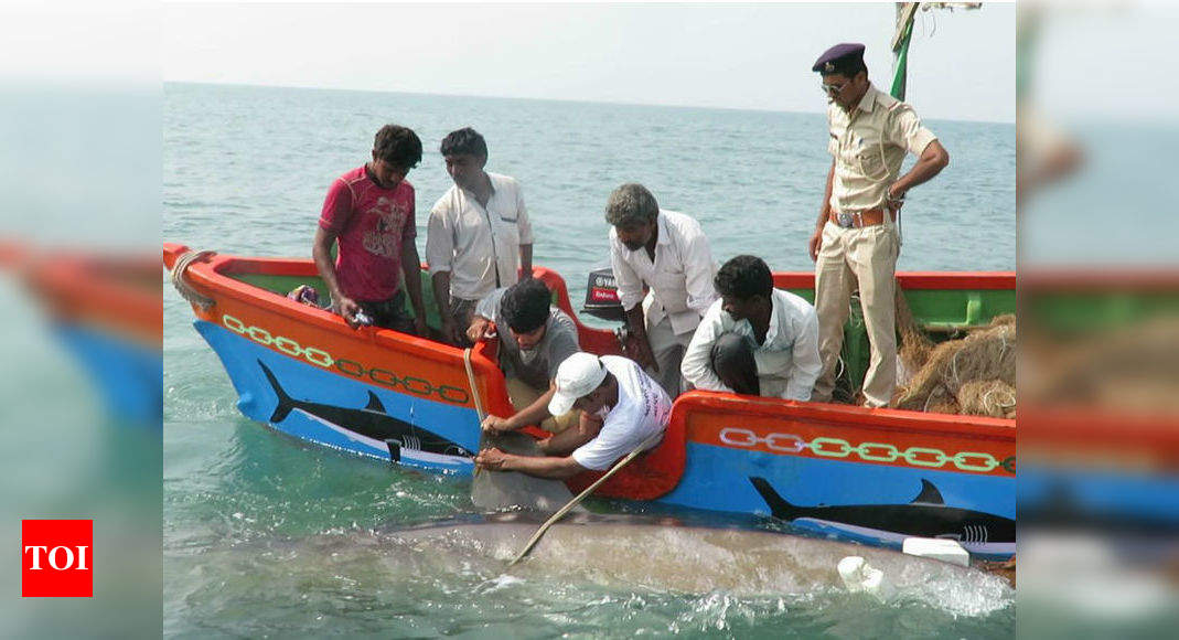 Whale shark satellitetagged in Gujarat Times of India