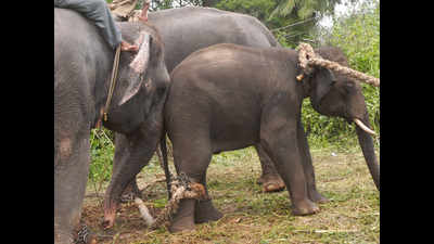 Elephant herds disrupt traffic on Manjoor-Geddai Road
