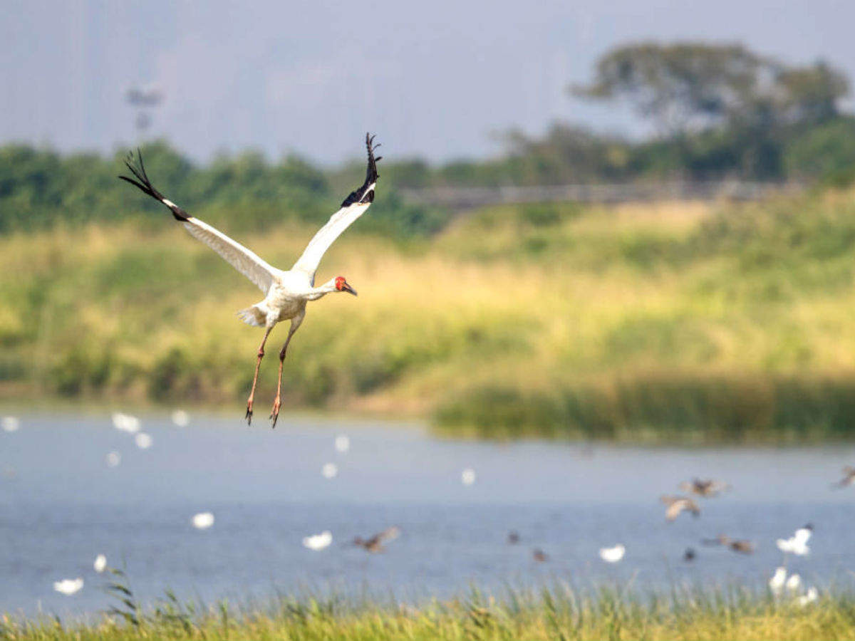 why-have-migratory-birds-still-not-arrived-in-keetham-bird-sanctuary-in