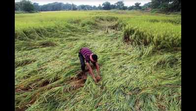 No relief from rains as Odisha farmer count losses