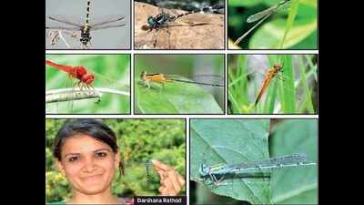 Doctoral student identifies 32 new species of dragonflies in Gujarat