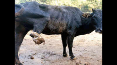 Stray cattle on Jaipur roads pose danger to tourists and locals ...