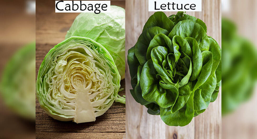 What's the difference between Cabbage and Lettuce?