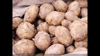 Punjab potato rates plunge, edgy growers plan to dump tubers