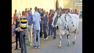 When will Jaipur grab the bull by the horns?: Tourists, guides