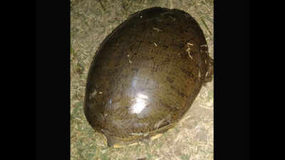 Giant tortoise gives villagers a scare in Ratlam district | Indore ...