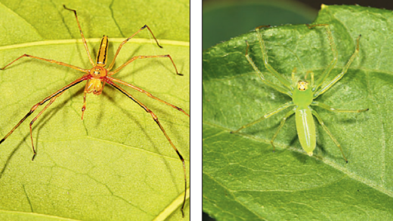 New Species of Spiders Discovered in Southern Israel