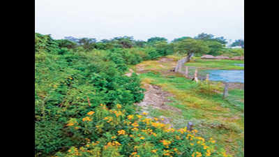 Green warriors sprout mini-forest in Avinashi