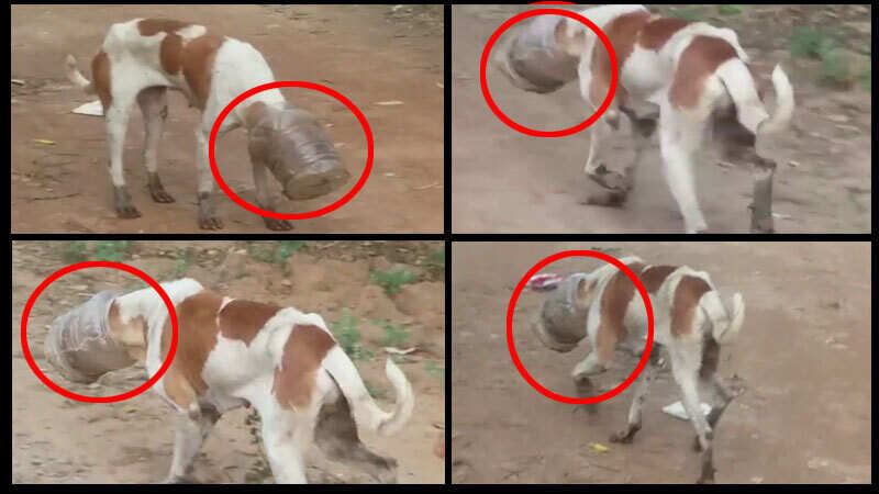 Stray dog walks around with a plastic jar stuck on his head