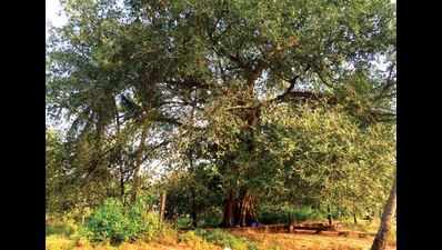 Arambol’s drug den: 500m from beach, a banyan tree