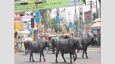 Illegal dairies continue to operate in city despite BMC notice to wind up