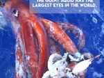 Giant Squid