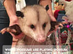 Opossum