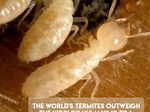 Termites