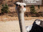 Ostrich