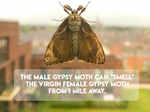 Moth