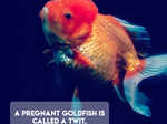 Goldfish_2.jpg