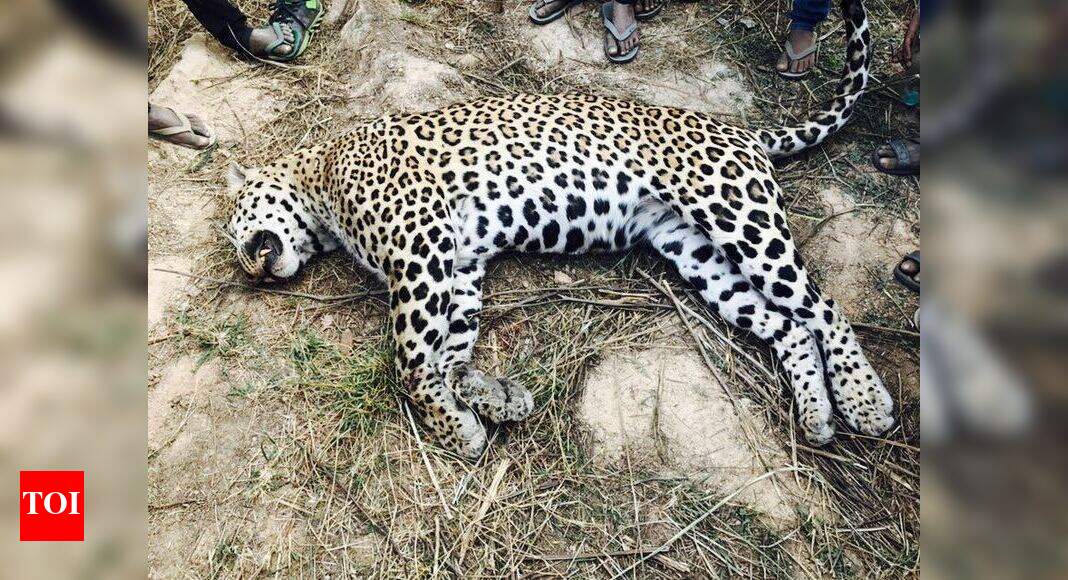 Leopard found dead near Sohna-Tauru Road in Gurugram | Gurgaon News ...