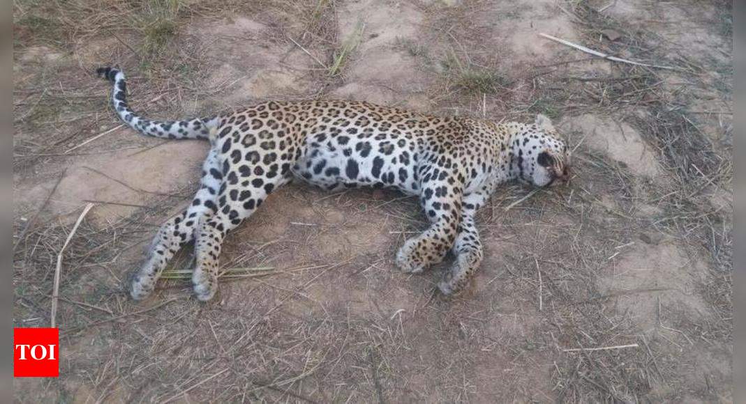 Leopard Found Dead Foresters Say It Fell From A Hill Gurgaon News