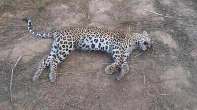 Leopard found dead, foresters say it fell from a hill | Gurgaon News ...