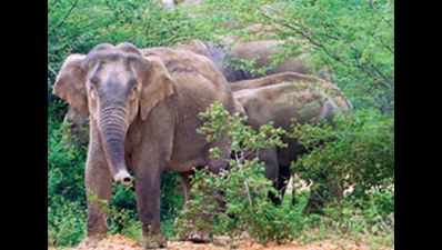To curb man-animal conflict, forest dept takes to the sky