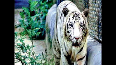 Aryan’s roar falls silent as white tiger dies of old age