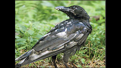 Colour puzzle: Crows turning white, dying in Assam district