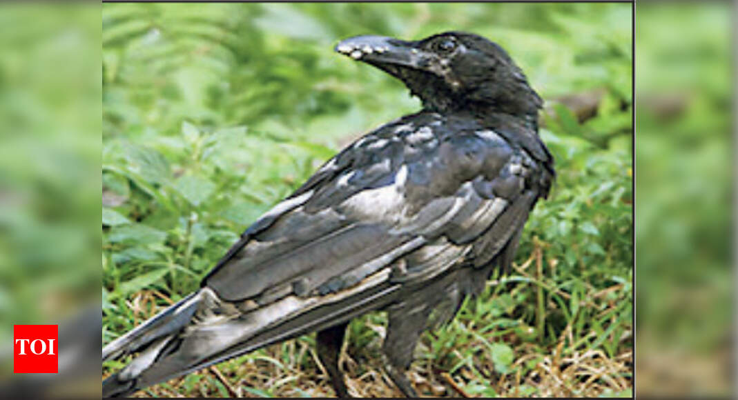 Colour puzzle: Crows turning white, dying in Assam district | Guwahati News - Times of India Colour puzzle: Crows turning white, dying in Assam district | Guwahati News - Times of India