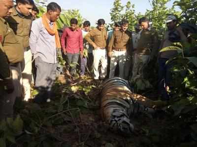 Tiger found dead behind school in Madhya Pradesh; toll 23