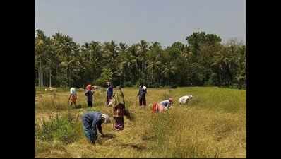 1.76 crore tonnes of paddy procured in Punjab