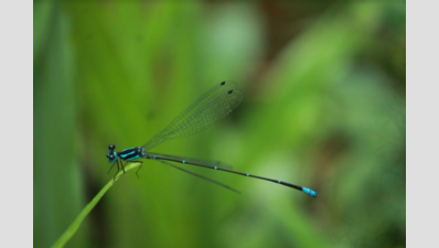 Dragonfly survey spots 66 species at Aralam