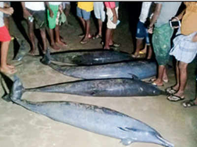 Nearly 50 dolphins washed ashore in Tuticorin, 8 dead