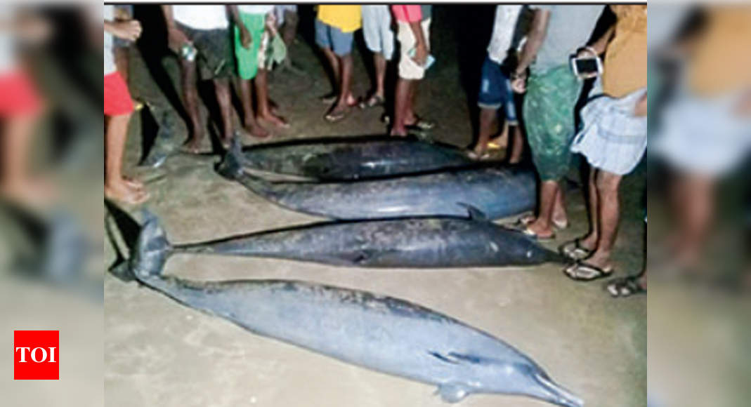 Dead humpback dolphin found on Vainguinim beach in Panaji