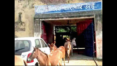 Donkeys destroy plants, ‘jailed’ for 4 days in Orai