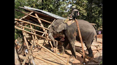 Elephants evict encroachers in Assam