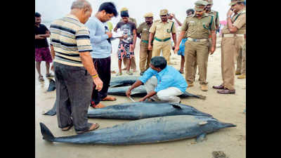 Dolphins swim to safety, but forest department remains on guard