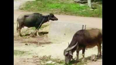 Facebook helps missing buffaloes get back to their owner