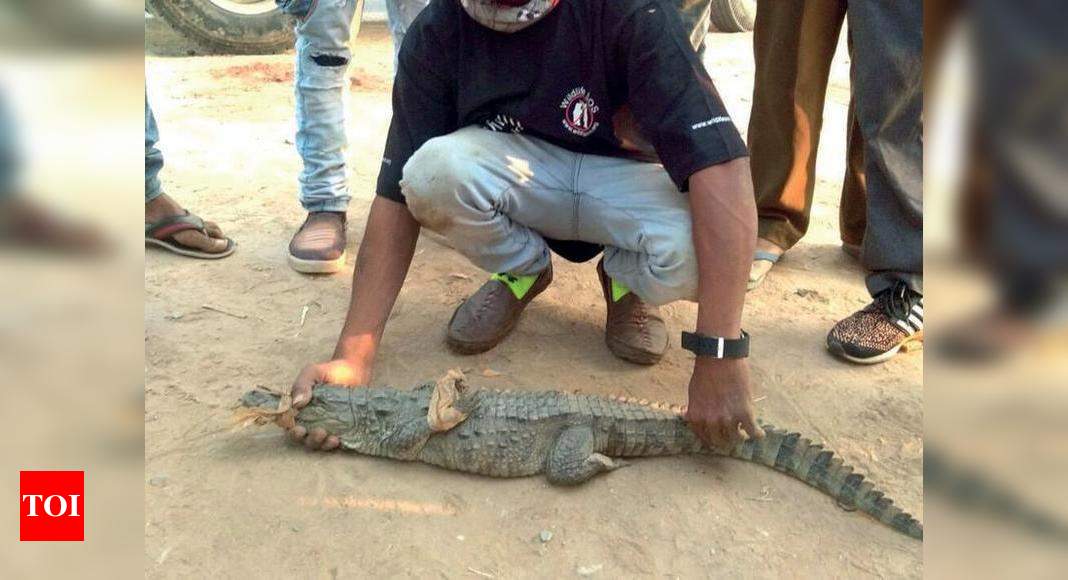 Two baby crocodiles rescued from Kelanpur | Vadodara News - Times of India