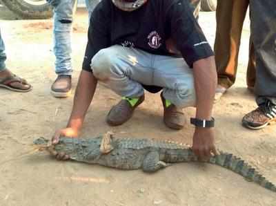 Two baby crocodiles rescued from Kelanpur Vadodara News Times