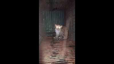 Leopard rescued from well in Sankheda village