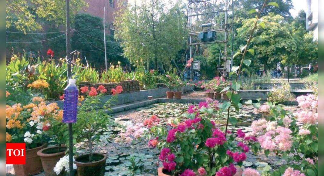 plants that keep dogs away