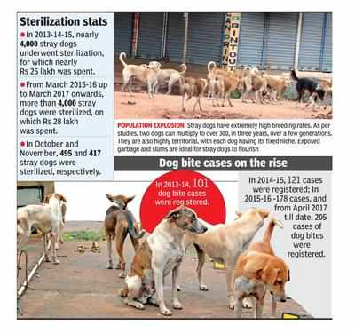 Stray dog menace continues to plague twin cities | Hubballi News - Times of  India